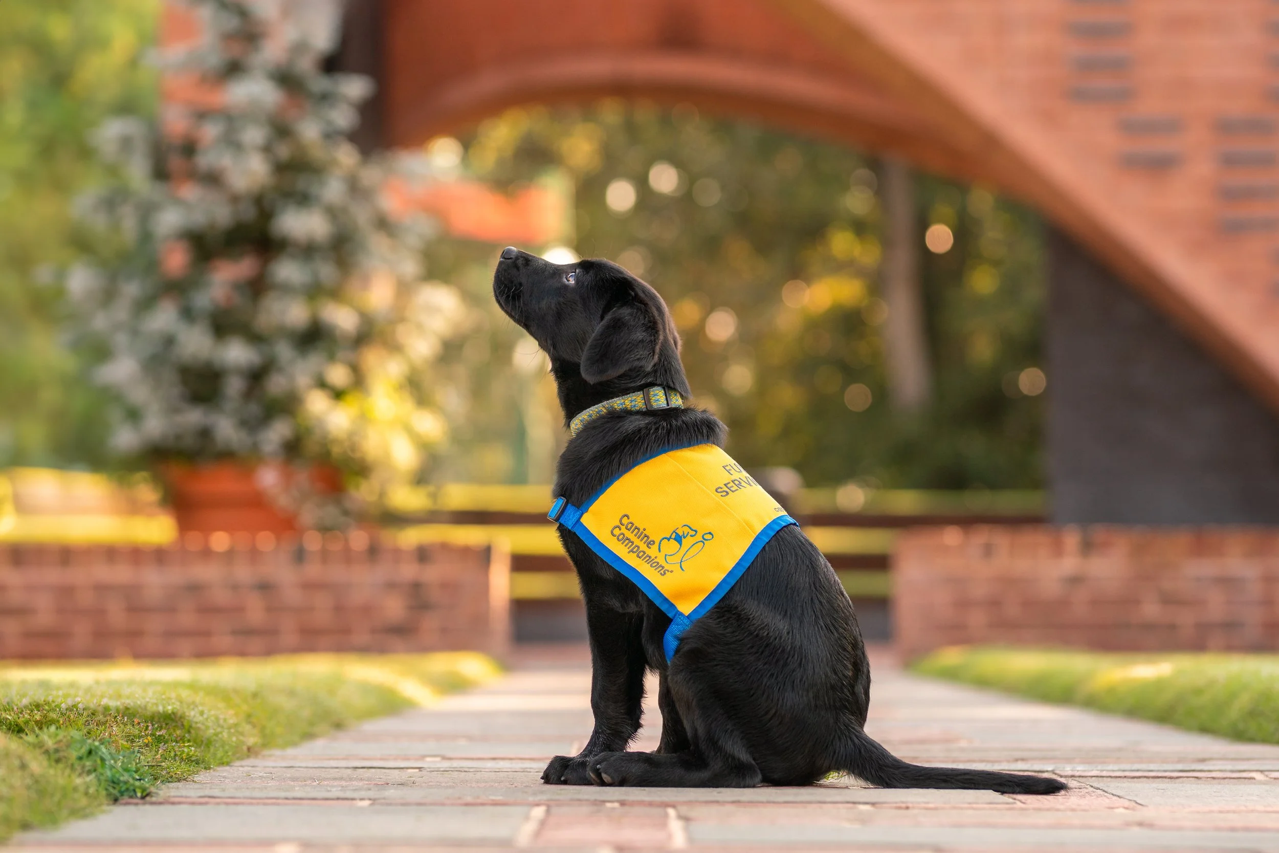 black lab in working dog vest sitting and looking up