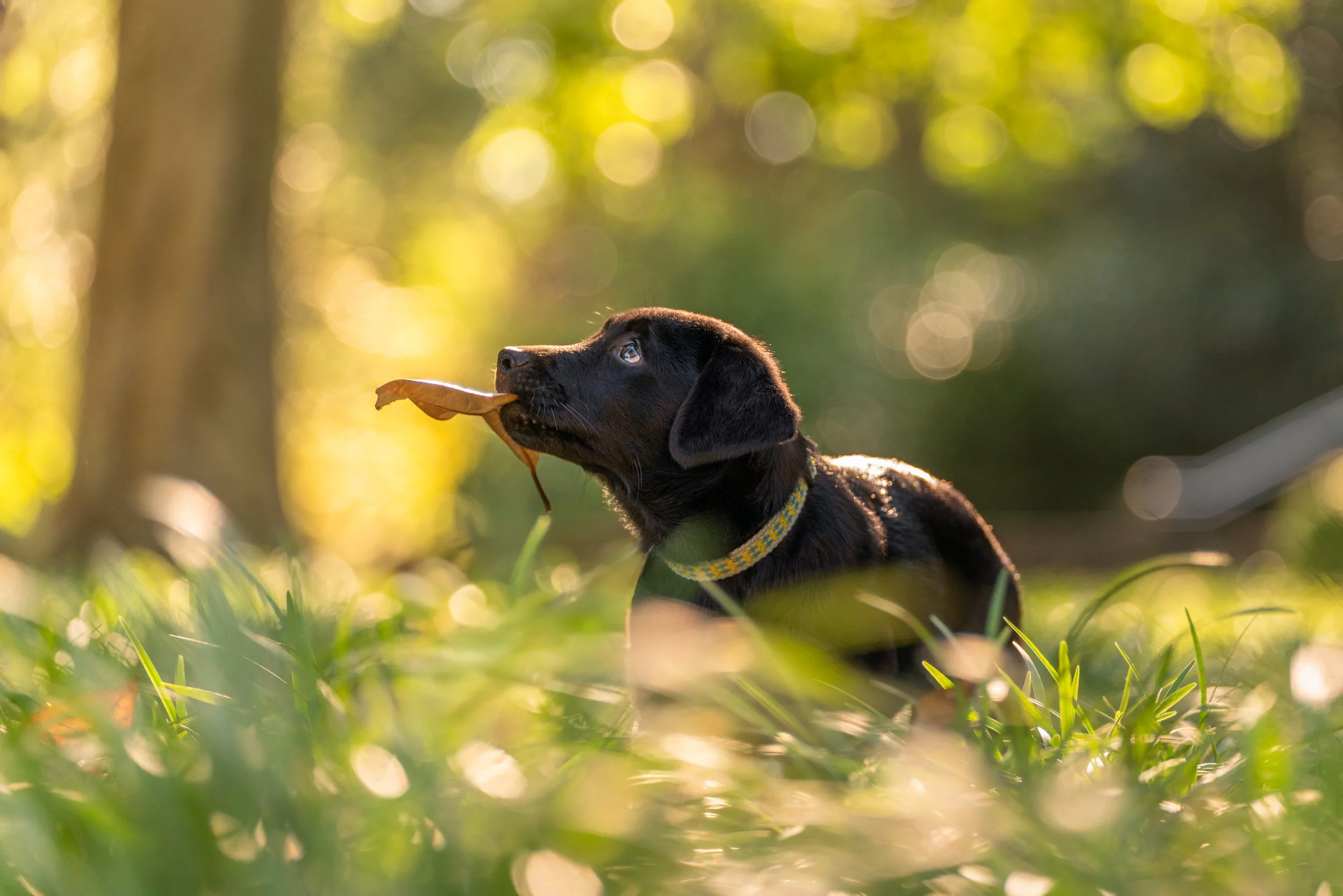 cute black lab puppy holding a leaf and looking up