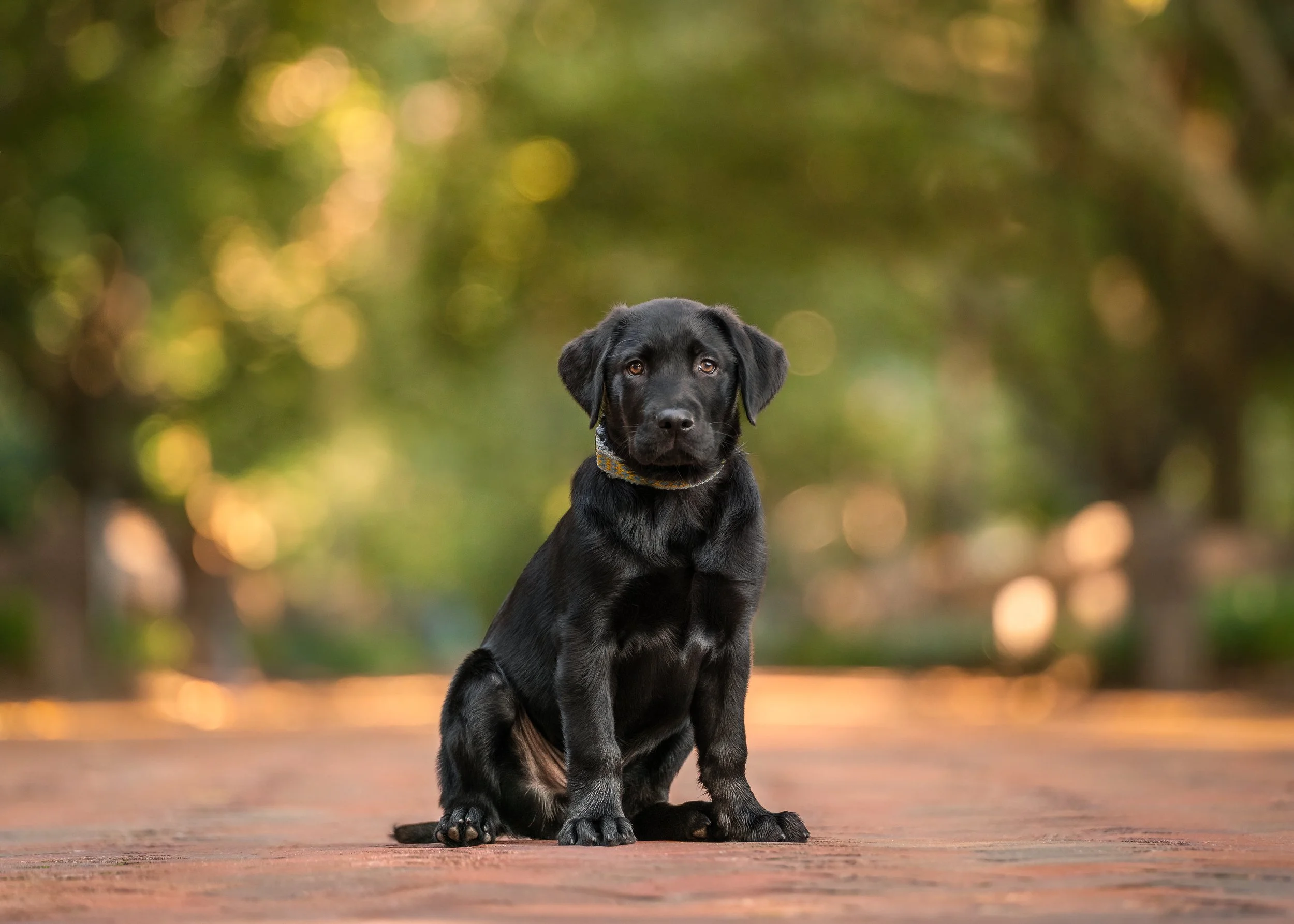 black puppy sitting on a brick path