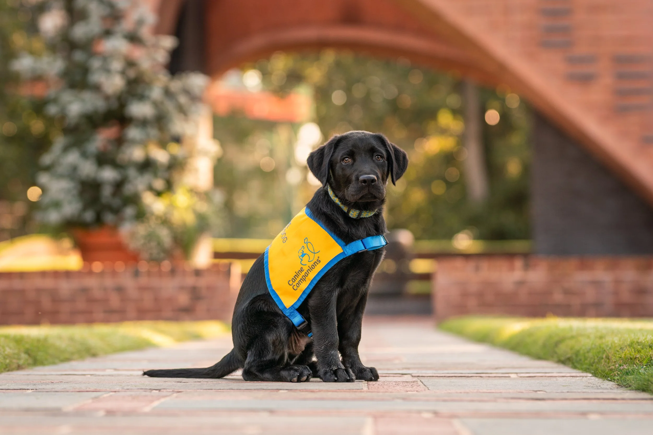 black lab sitting in working dog vest