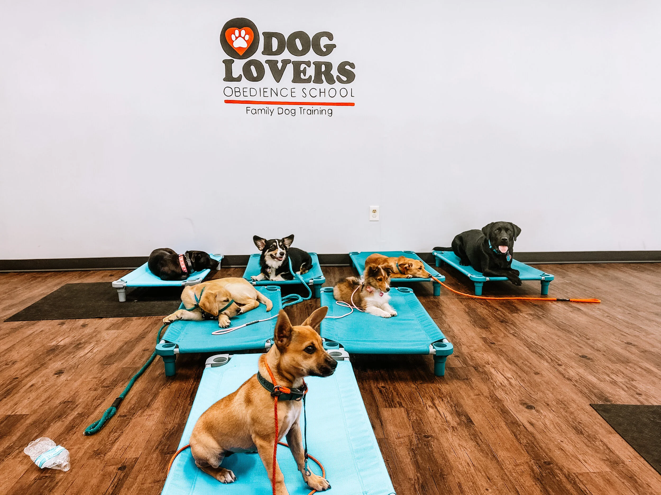 puppy obedience school