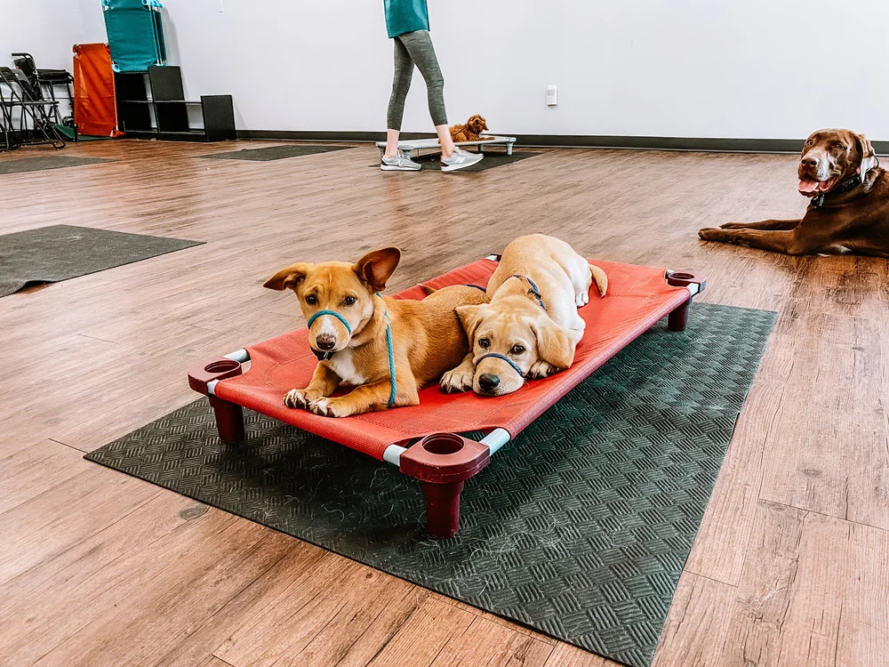 Specialty Dog Obedience Training — Dog Lover's Obedience School