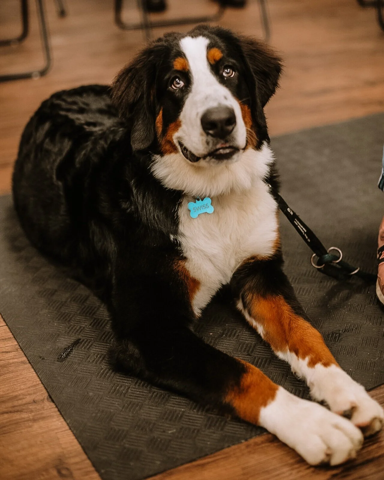 Private Dog Obedience Training — Dog Lover's Obedience School