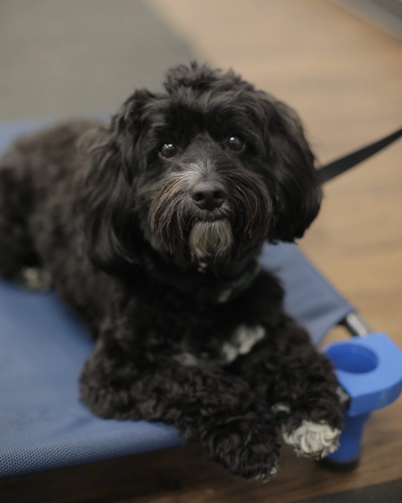 Private Dog Obedience Training — Dog Lover's Obedience School