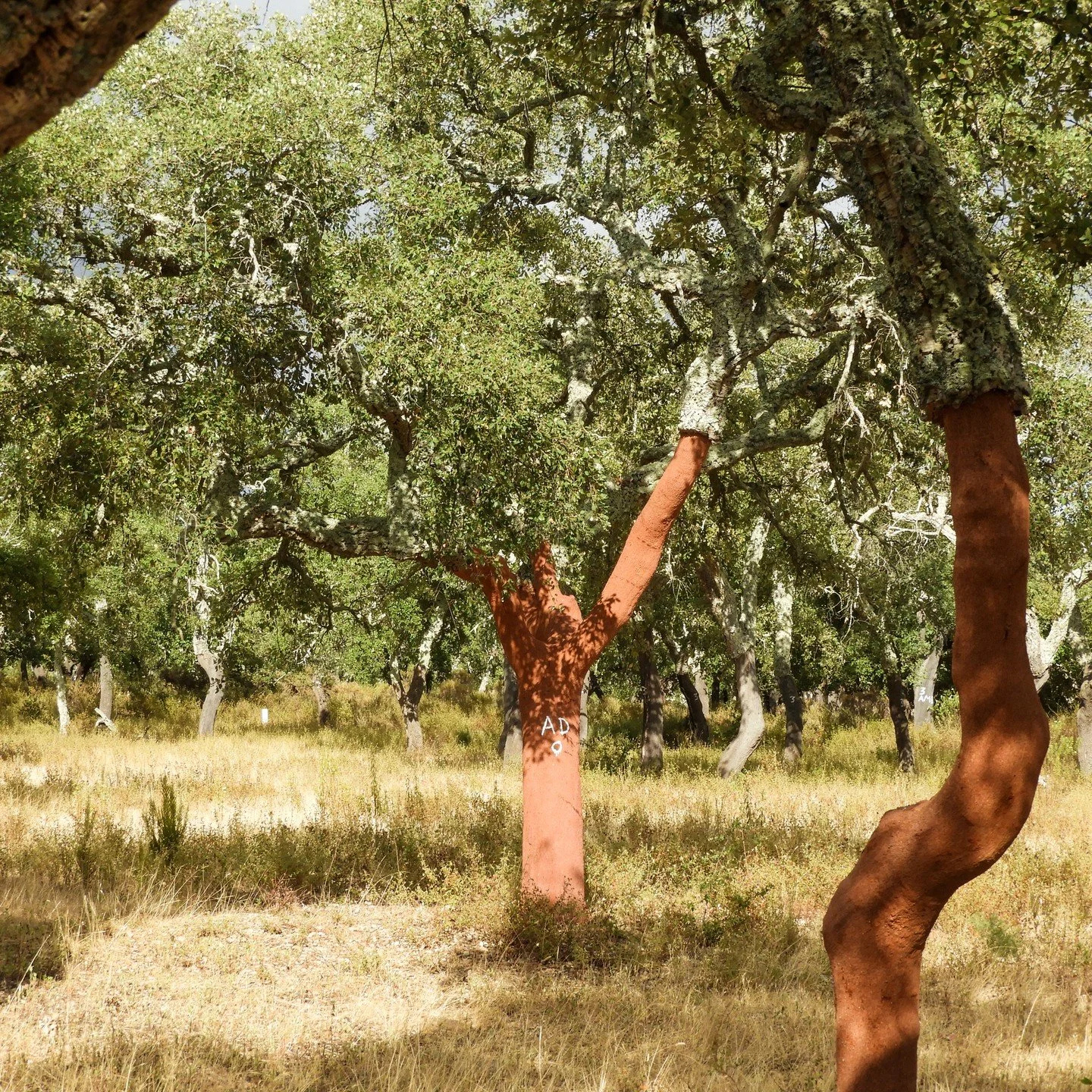 🌳🌿 Hoje &eacute; o Dia das Florestas! Vamos celebrar a import&acirc;ncia das florestas para o nosso planeta e para o Ginout. As florestas n&atilde;o s&oacute; purificam o ar e preservam a biodiversidade, mas tamb&eacute;m inspiram momentos &uacute;