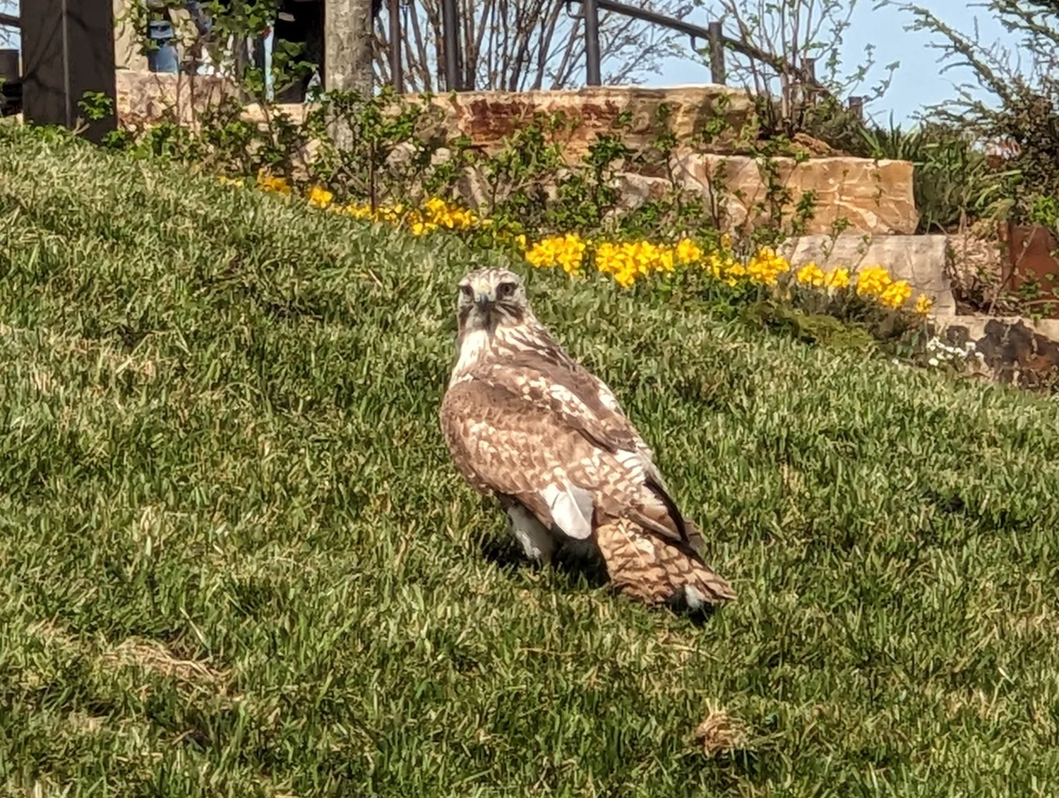City Hawk