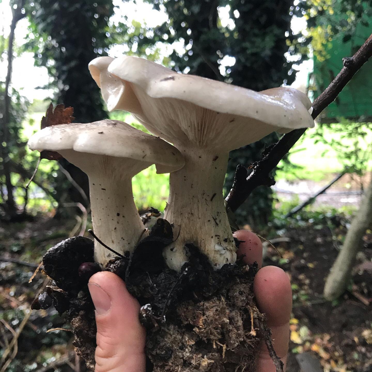 @wildfooduk have a superb online mushroom identifying resource. Found a troop of the Clouded agarics yesterday, apparently very tasty but disagree with 1 in 5 consumers... shall we? Incredibly beautiful specimen.