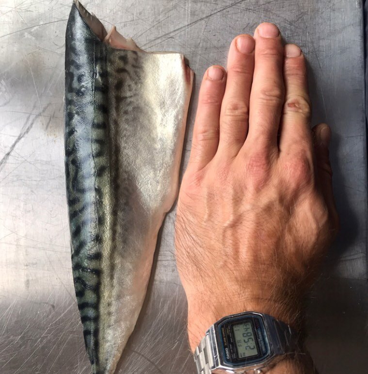 ✋🏻OUR FIRST BATCH OF SOUTH COAST MACKEREL HAS JUST BEEN LANDED AND I AM PLEASED TO REPORT IT IS AS BIG AS MY HAND, AGAIN. ✋🏾 We&rsquo;ll be serving it @brockleymarket and @victoriaparkmkt this weekend with our home preserved lemon &amp; 6 month fer