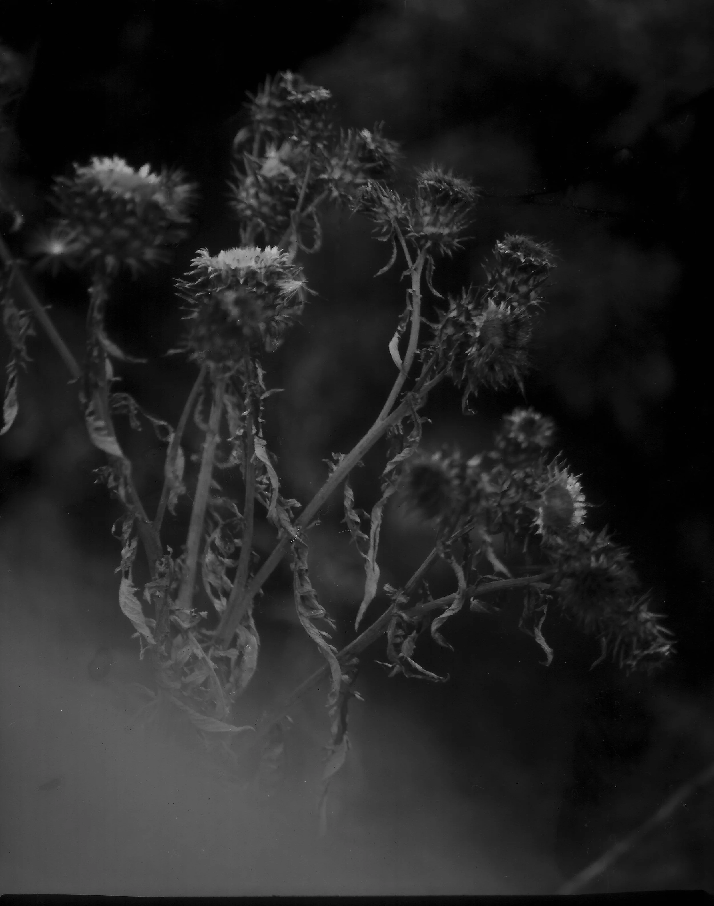 TLAROUX-BW-NEG-JUL14-2.jpg
