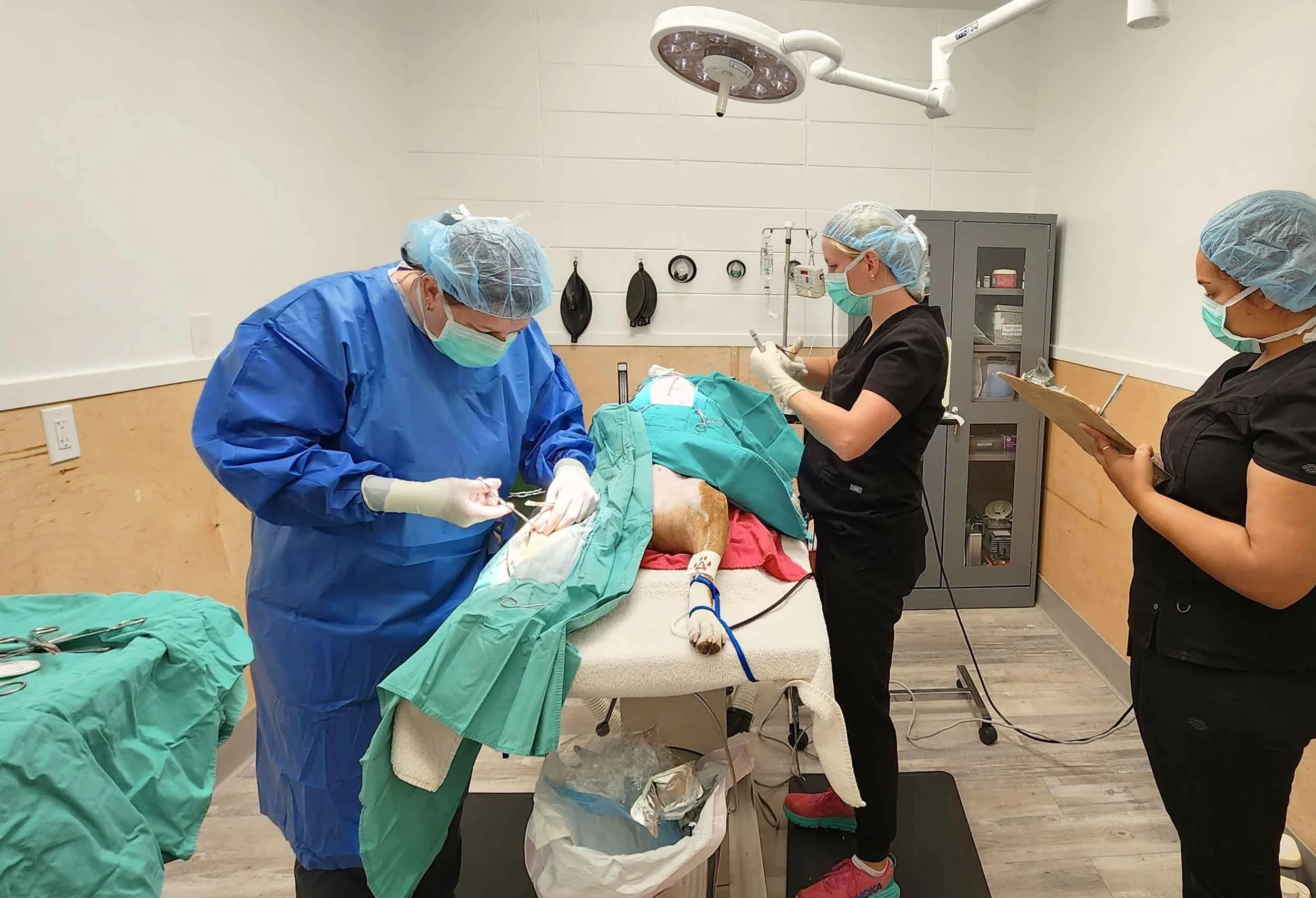 About — San Anselmo Animal Hospital