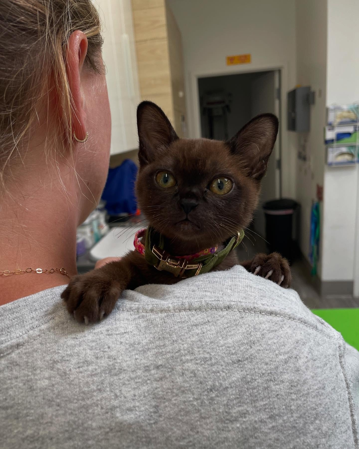 Little lady Olivia here for vaccines. This 1.87 pound kitten loves visiting with the techs #fridaytreat 💛💛