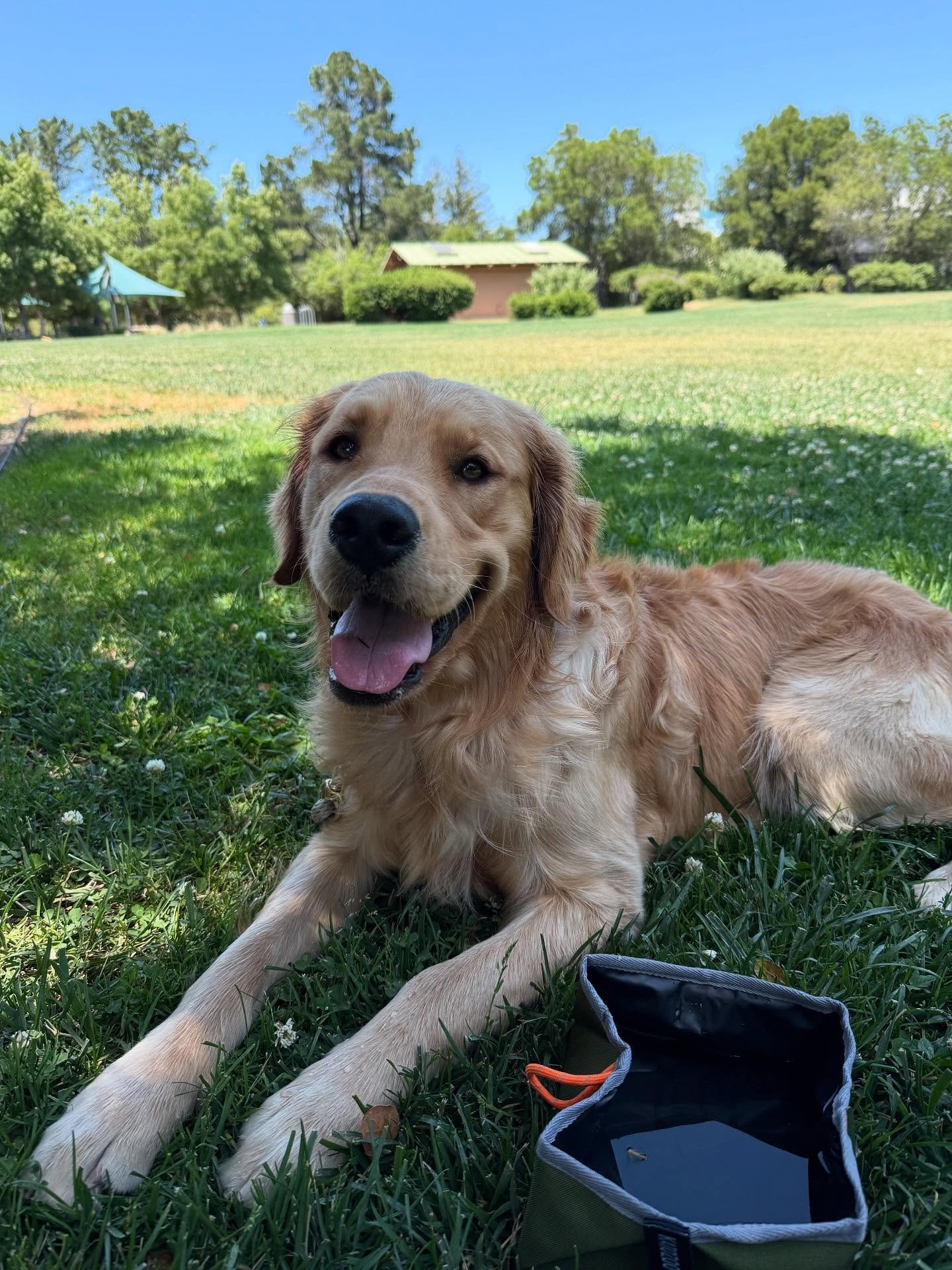 Welcome Dilly Bean Anderson to the SAAH family! Dr. Anderson adopted this sweet boy from @dogwoodanimalrescue They are an incredible organization that works with local veterinarian practices