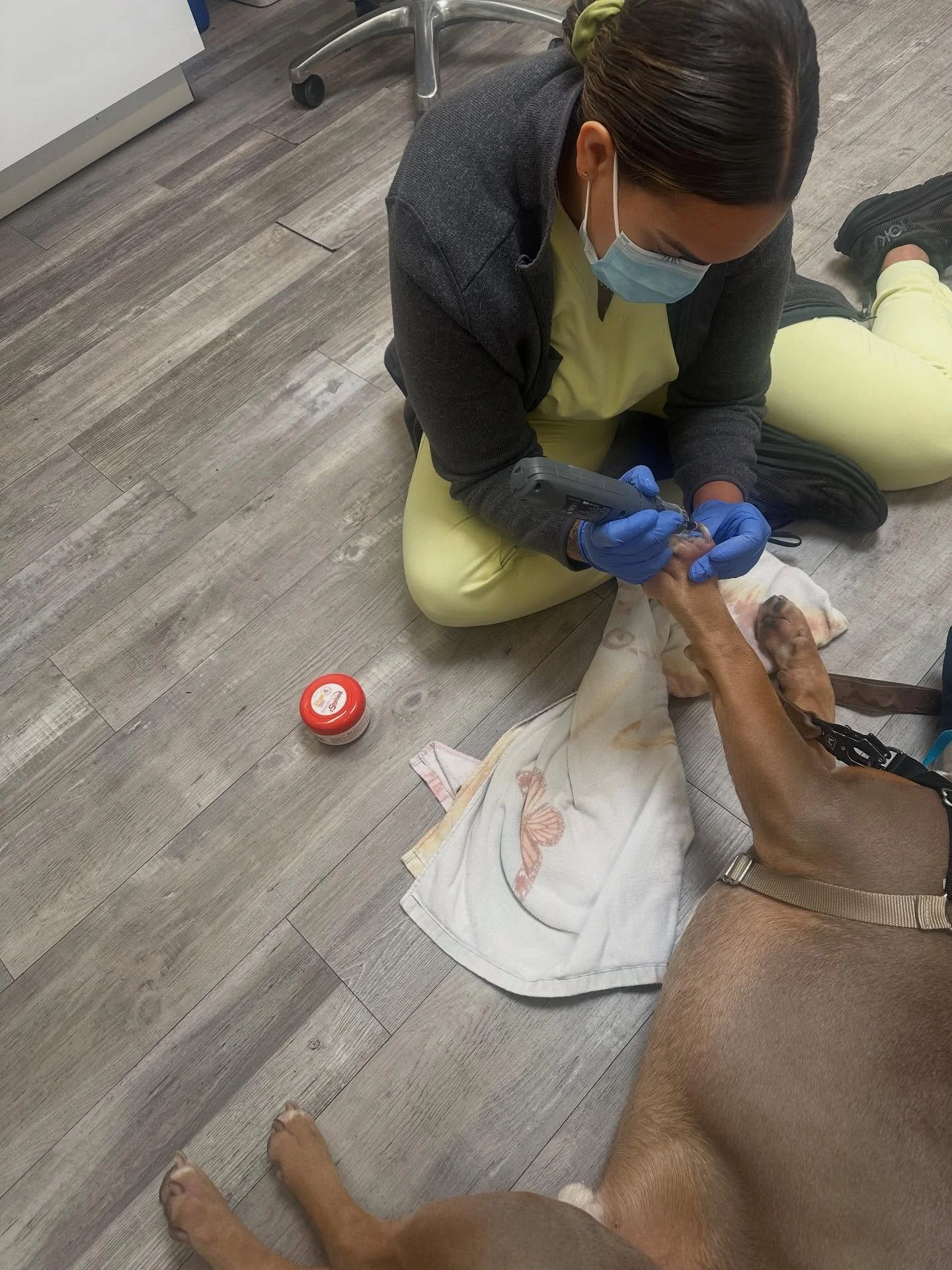 Lead tech performing a nail trim with dremel. This can be very useful for dogs who have thick or long quicks. #weloveourpatients❤️ #marinanimalhospital