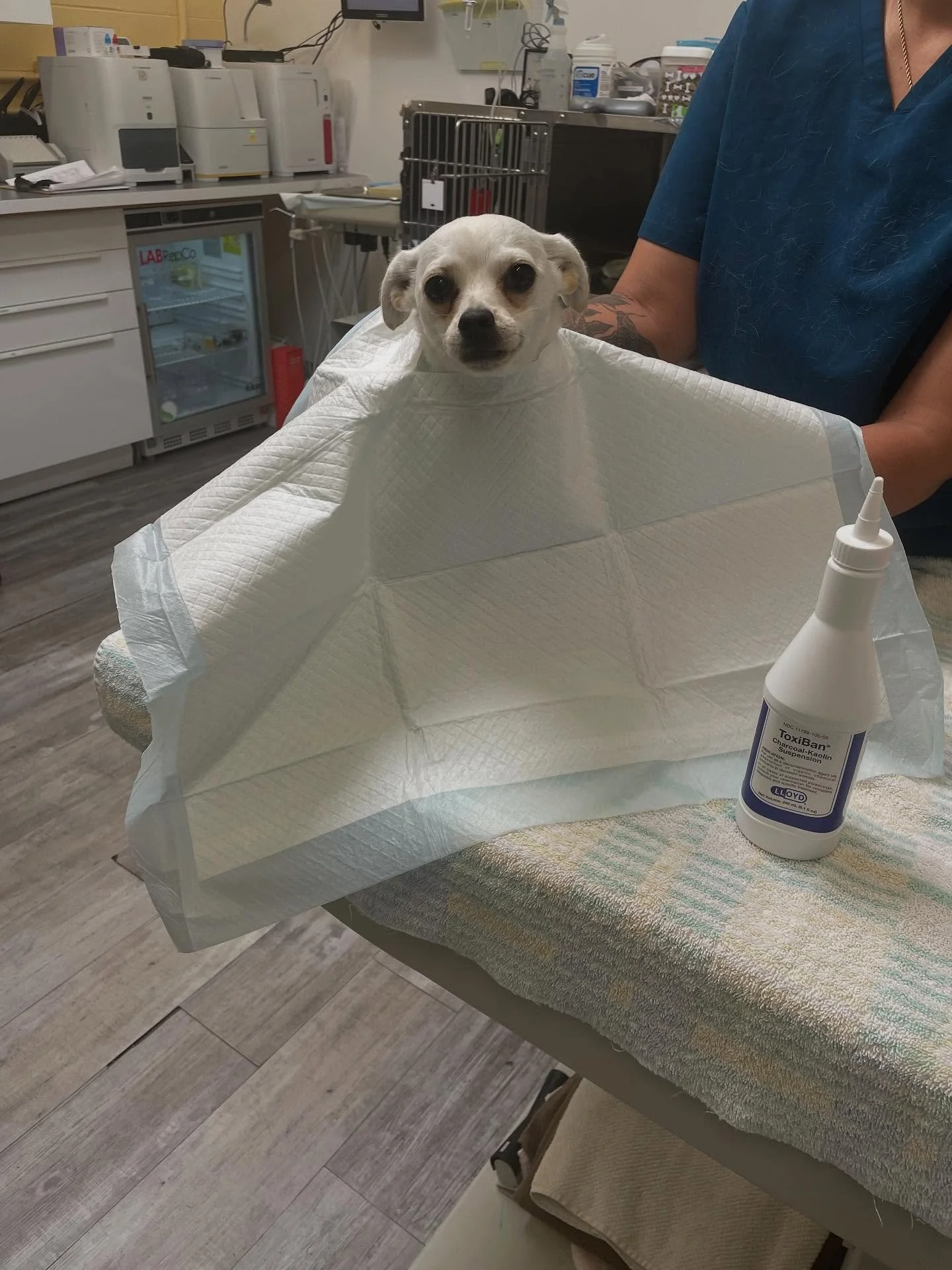 Little puppy, Olive 🫒 needed x-rays, fluids, and a charcoal treatment due to possible toxin and severe vomiting. Even though she didn’t feel well she couldn’t be cuter