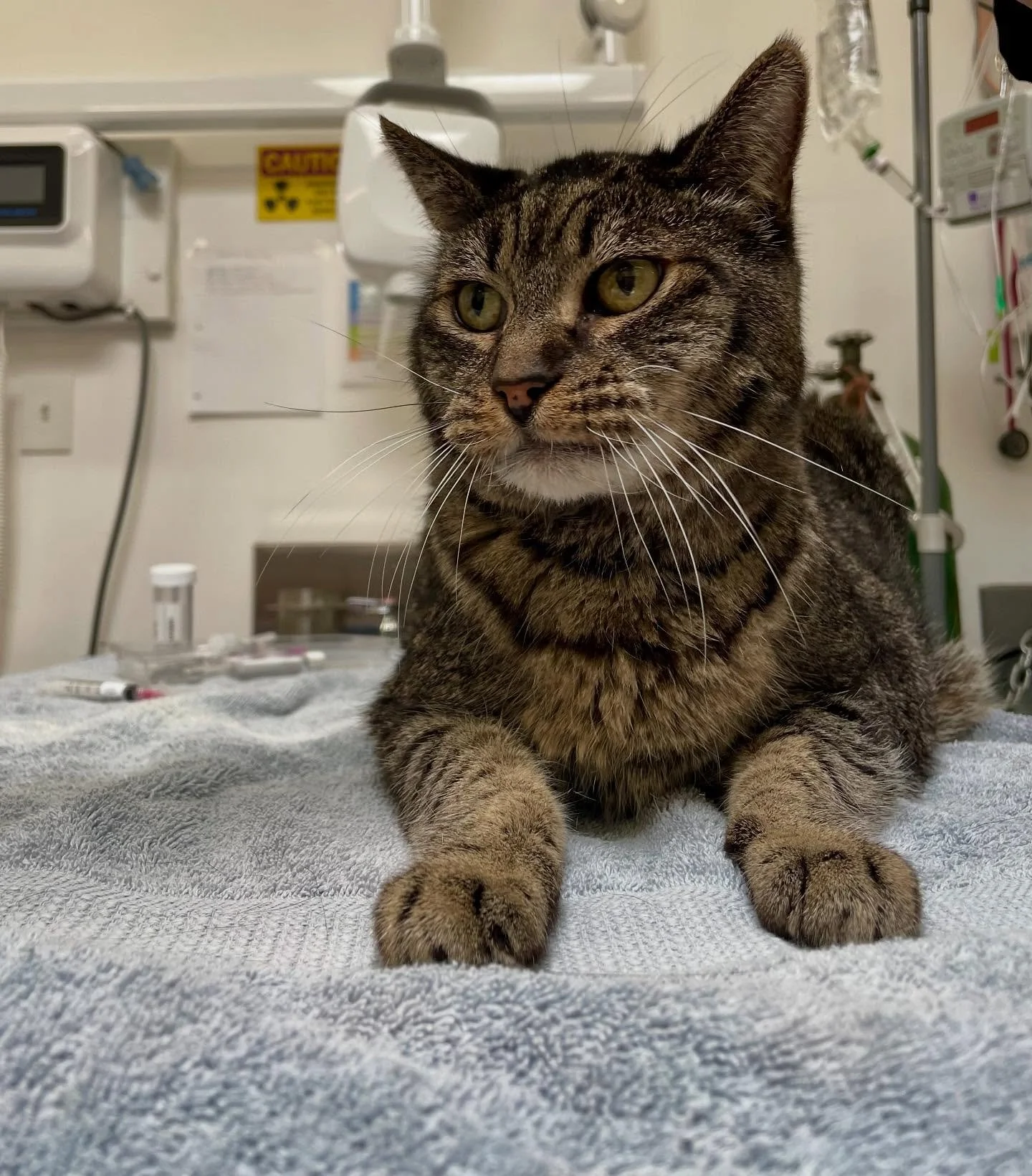 Noosher says happy Friday! His face says attitude but he is the sweetest boy