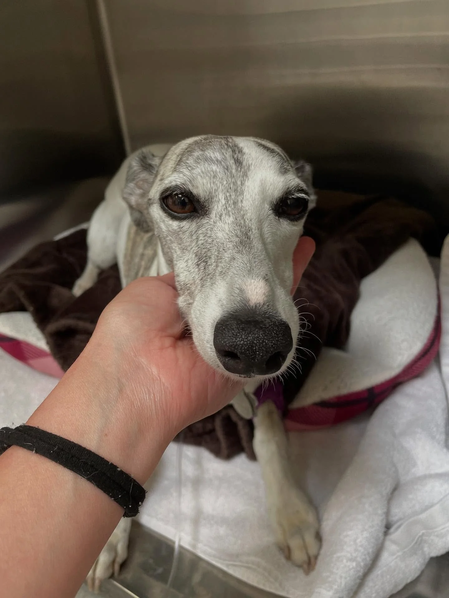 Charlie spent some time with us last week. We treated her for pancreatitis as she got into some almonds. Dogs have more of an intolerance for human food than we think. IV fluids, medications, and rest will get this stealthy girl back to feeling 💯