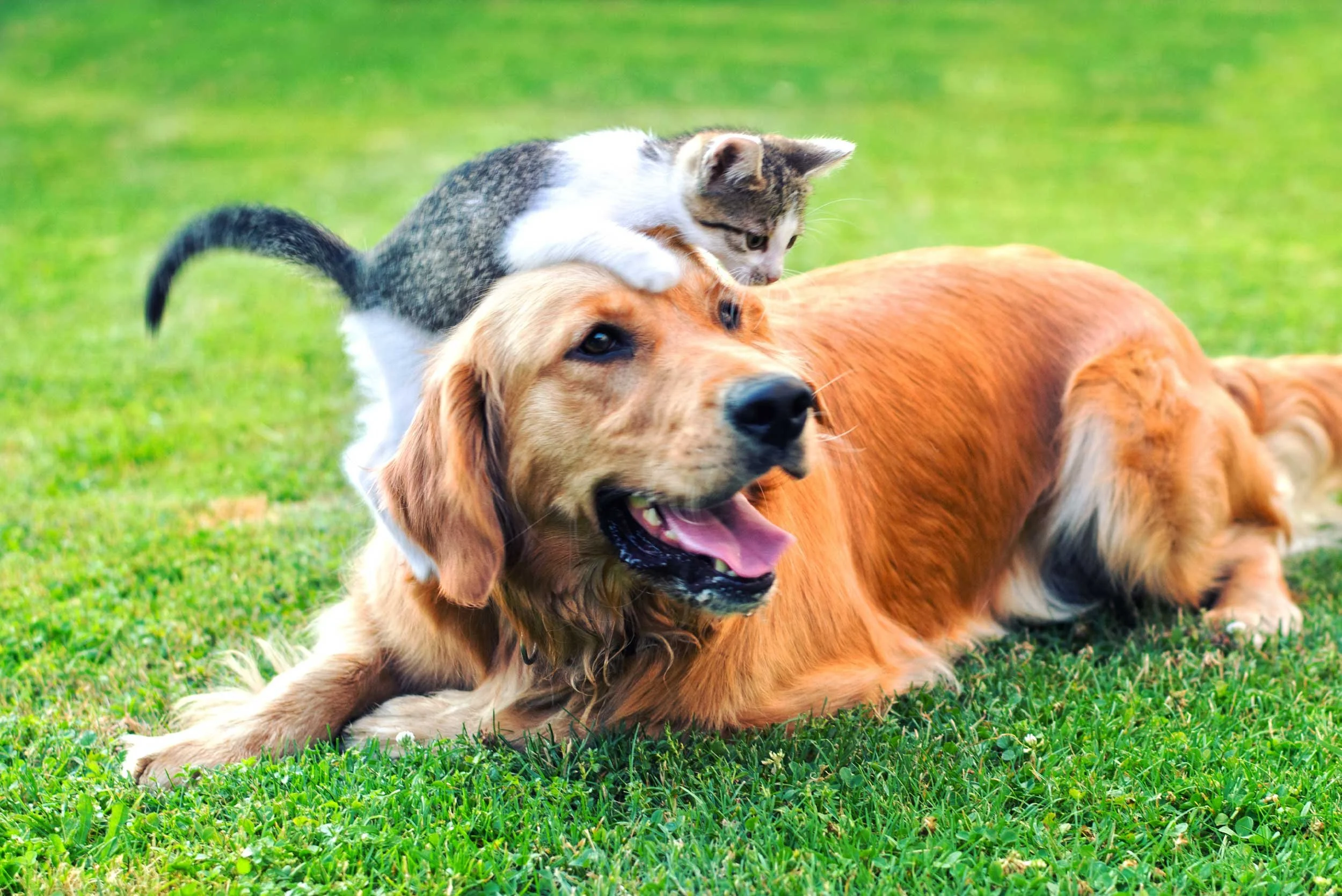Hero-cat-and-dog-SAAH-2026.jpg