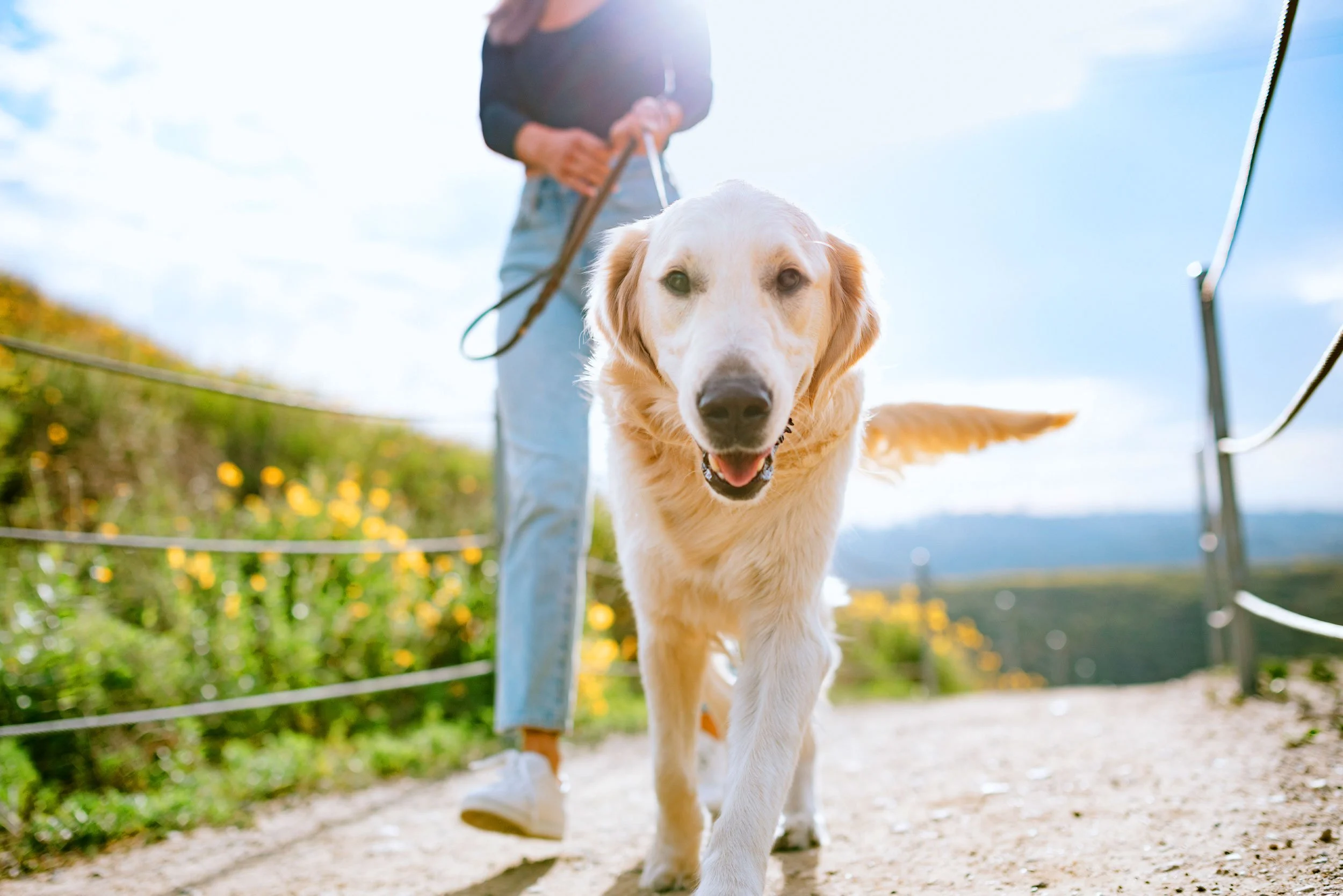 Hero-Dog-walking-SAAH-2026.jpg