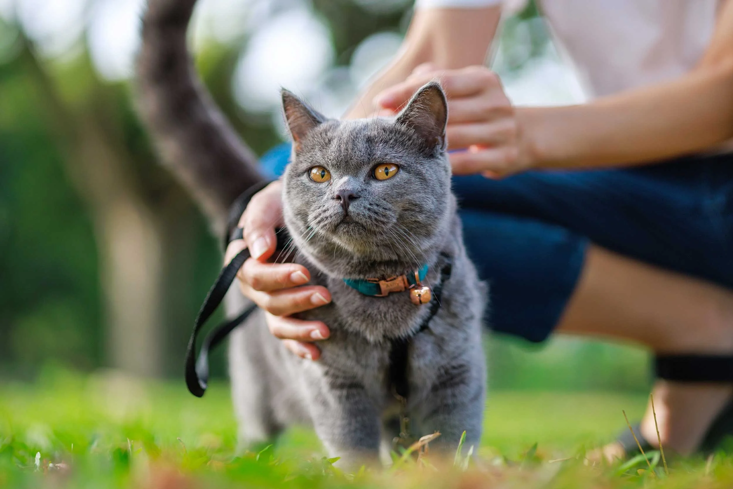 Hero-cat-walking-SAAH-2026.jpg