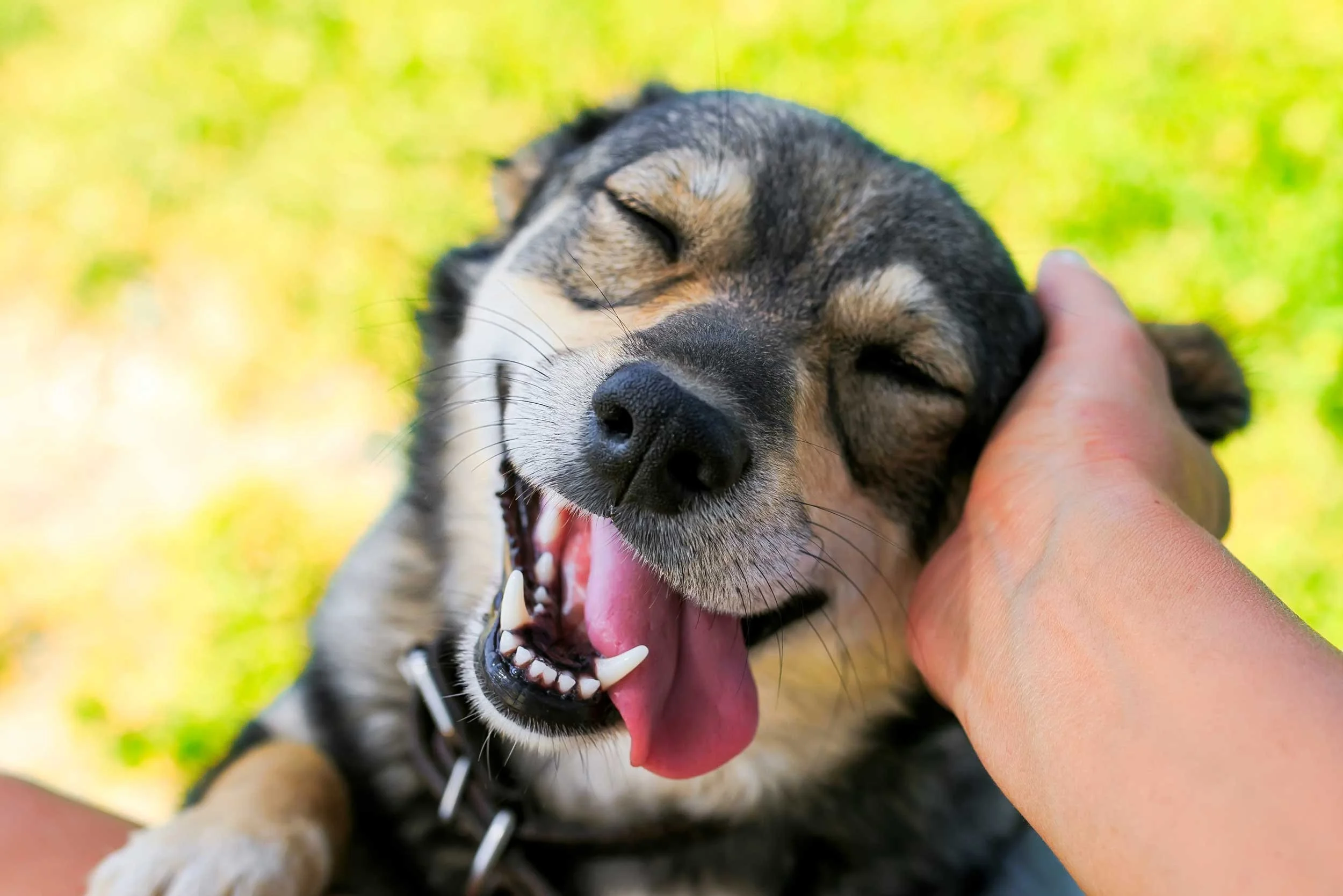 Hero-Dog-face-SAAH-2026.jpg