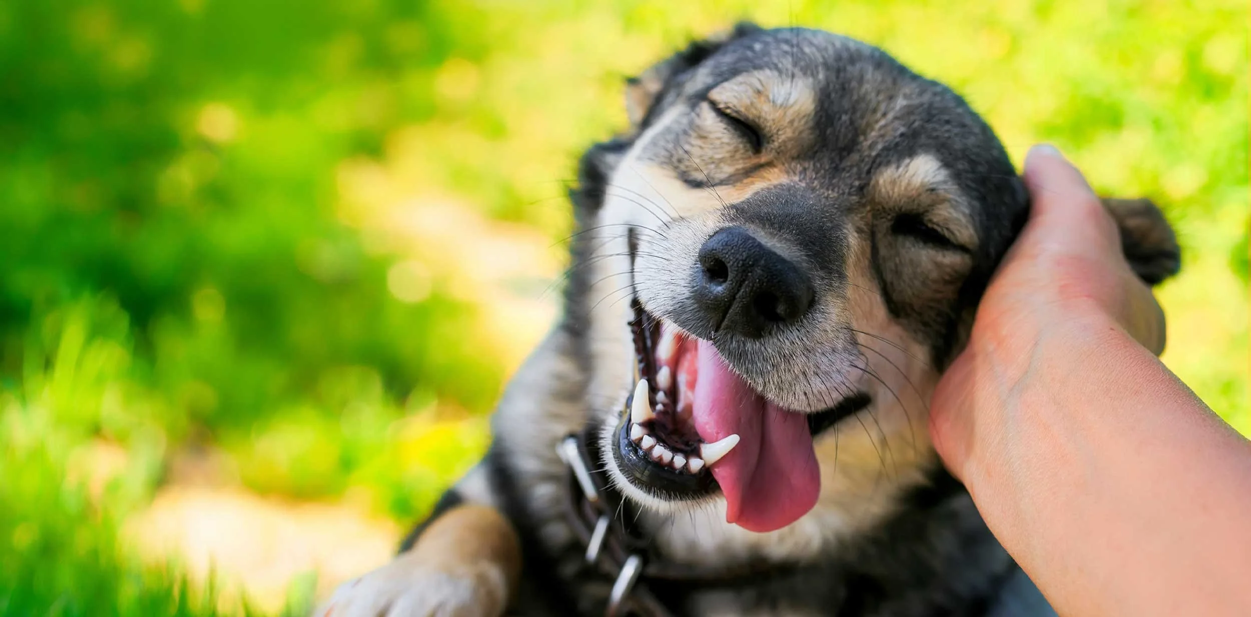 Hero-Dog-face2-SAAH-2026.jpg