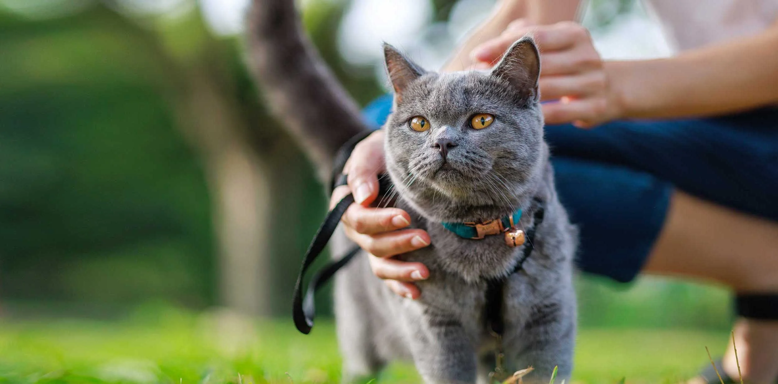 Hero-cat-walking4-SAAH-2026.jpg