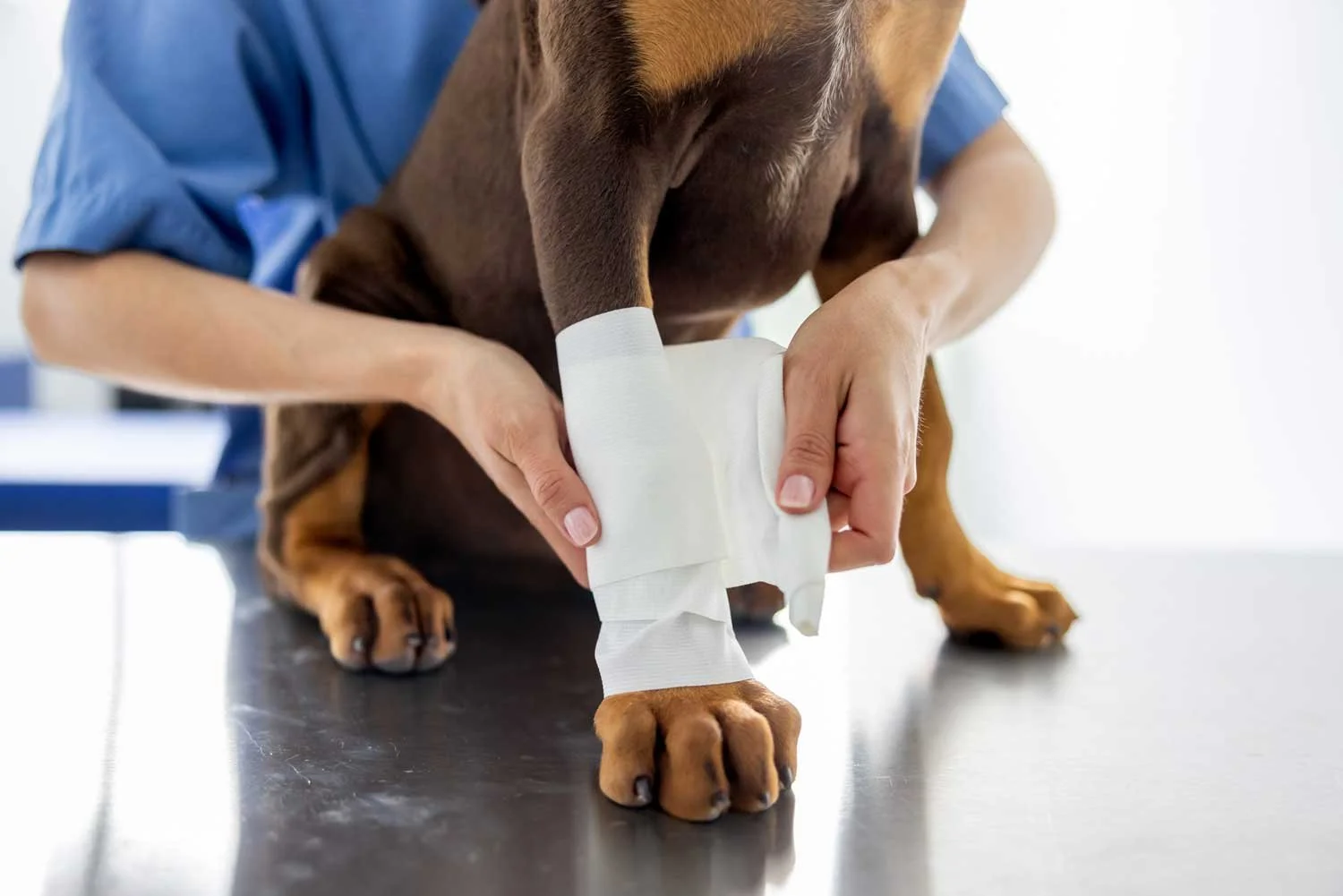 A dog has bandages wrapped around its front leg while a person, dressed in blue, helps with the bandaging, on a veterinary table.