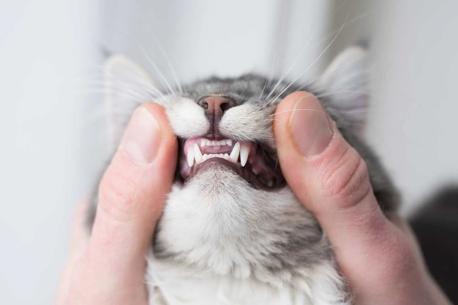 A close-up of a person holding a cat's cheeks, causing the cat to open its mouth and reveal sharp teeth.