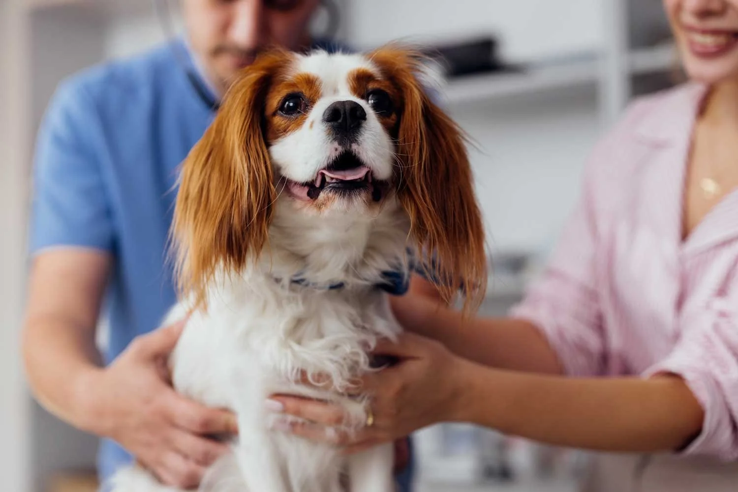 A Cavalier King Charles Spaniel dog with long ears and white and brown fur, being examined or groomed by two people in a veterinary or grooming setting.