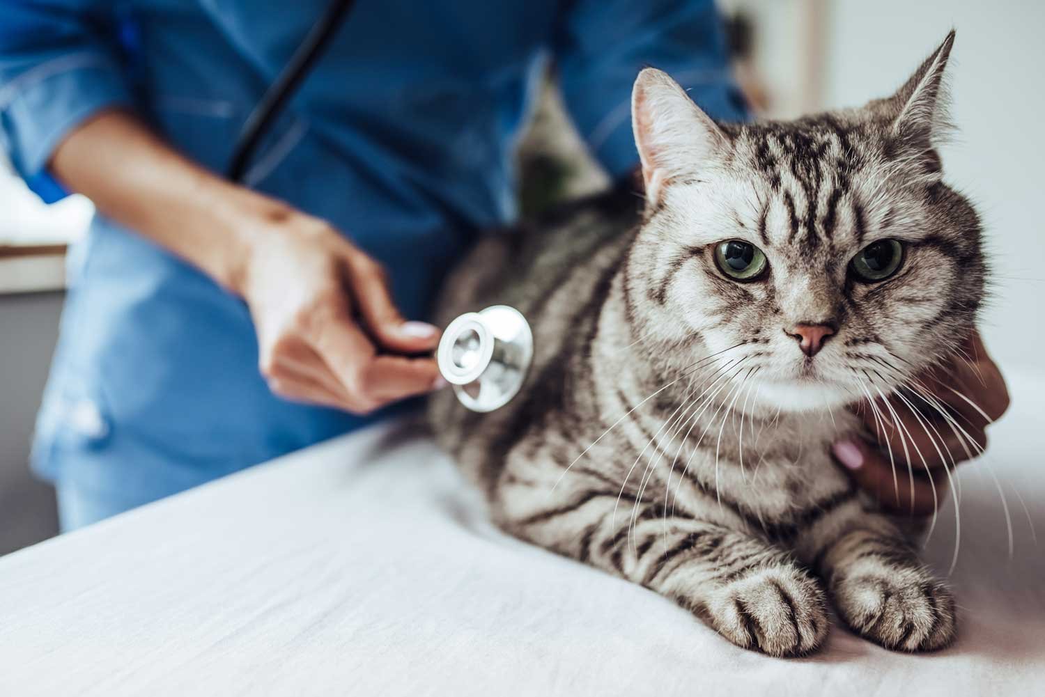 A veterinarian in blue scrubs using a stethoscope on a gray tabby cat lying on an examination table.
