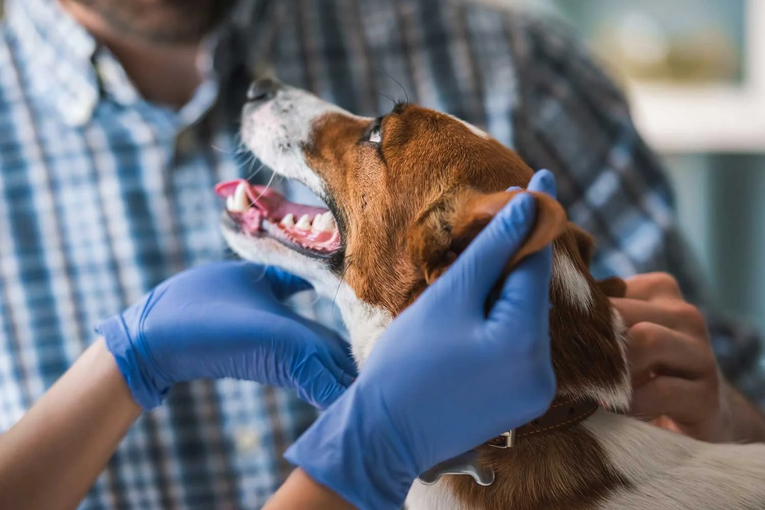 A person wearing blue gloves grooming a brown and white dog with an open mouth, showing teeth, inside a veterinary or grooming facility.