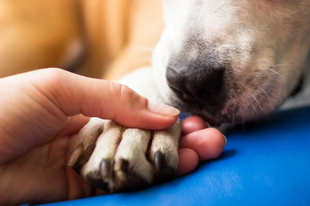 A human is holding a dog's paw with compassion.