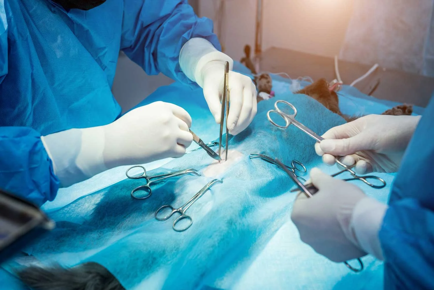 Veterinary surgeons perform surgery on an animal in an operating room with surgical instruments on a blue sterile drape.