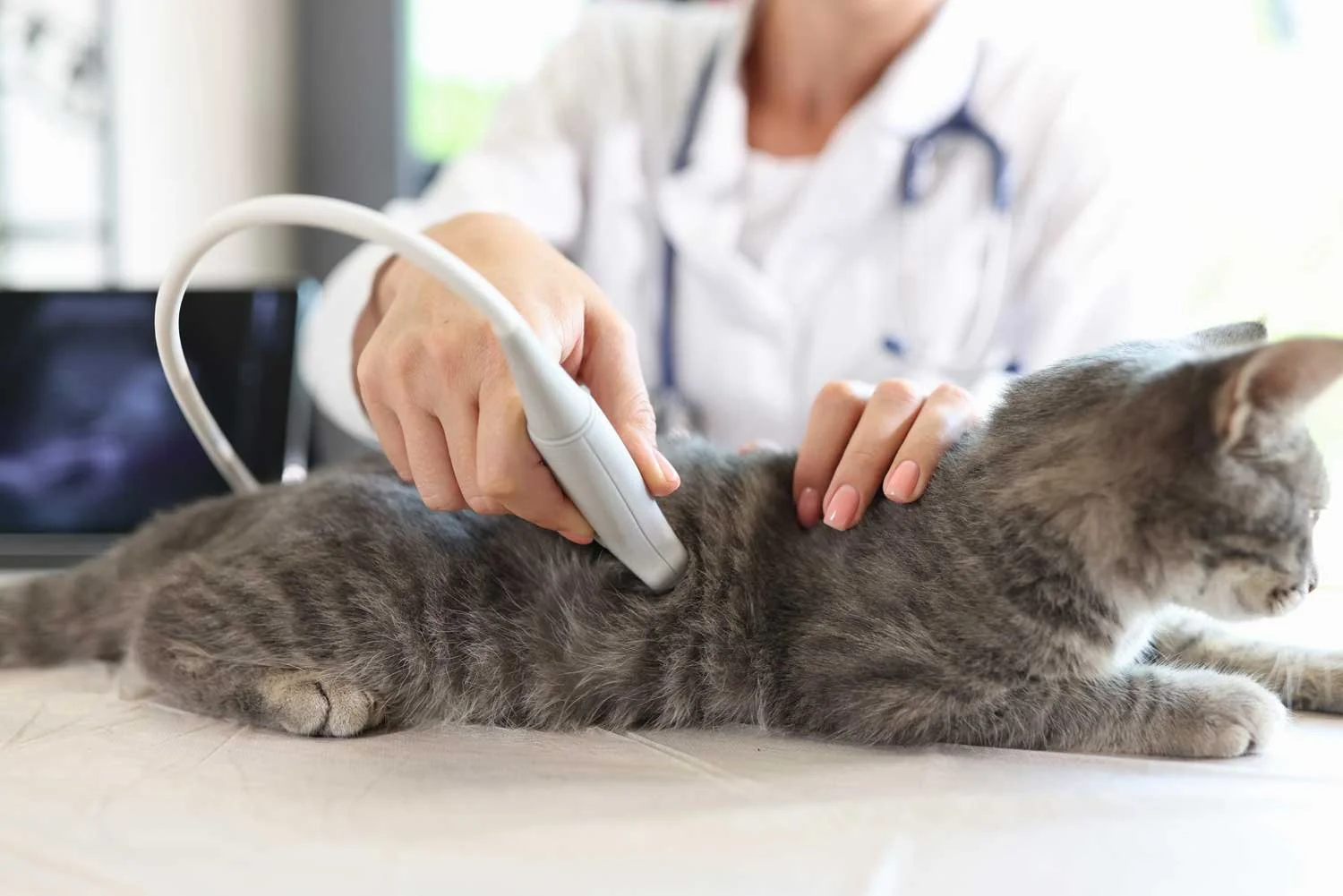 Veterinarian examining a gray tabby cat with an ultrasound device in a clinic.