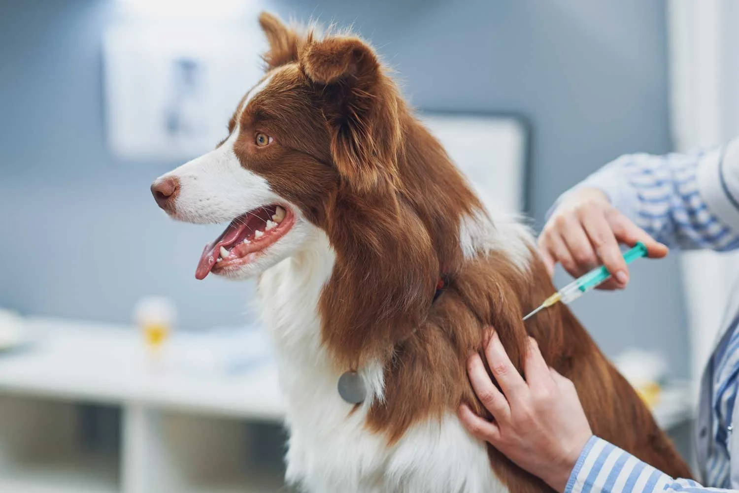 A dog getting a vaccine at the veterinarian's office with a person holding the dog steady.