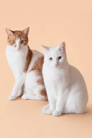 George + Duke Nguyen