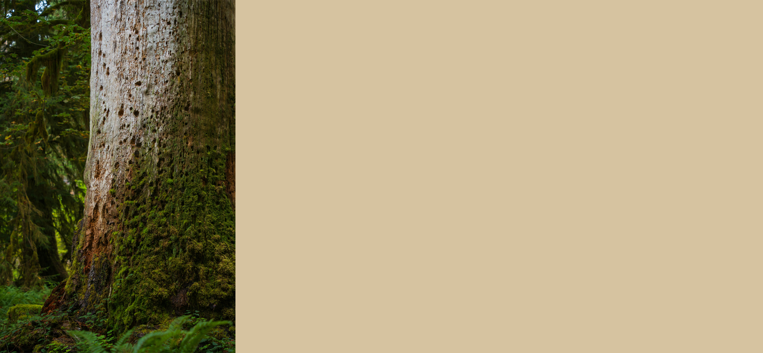 mossy-treeBG.png
