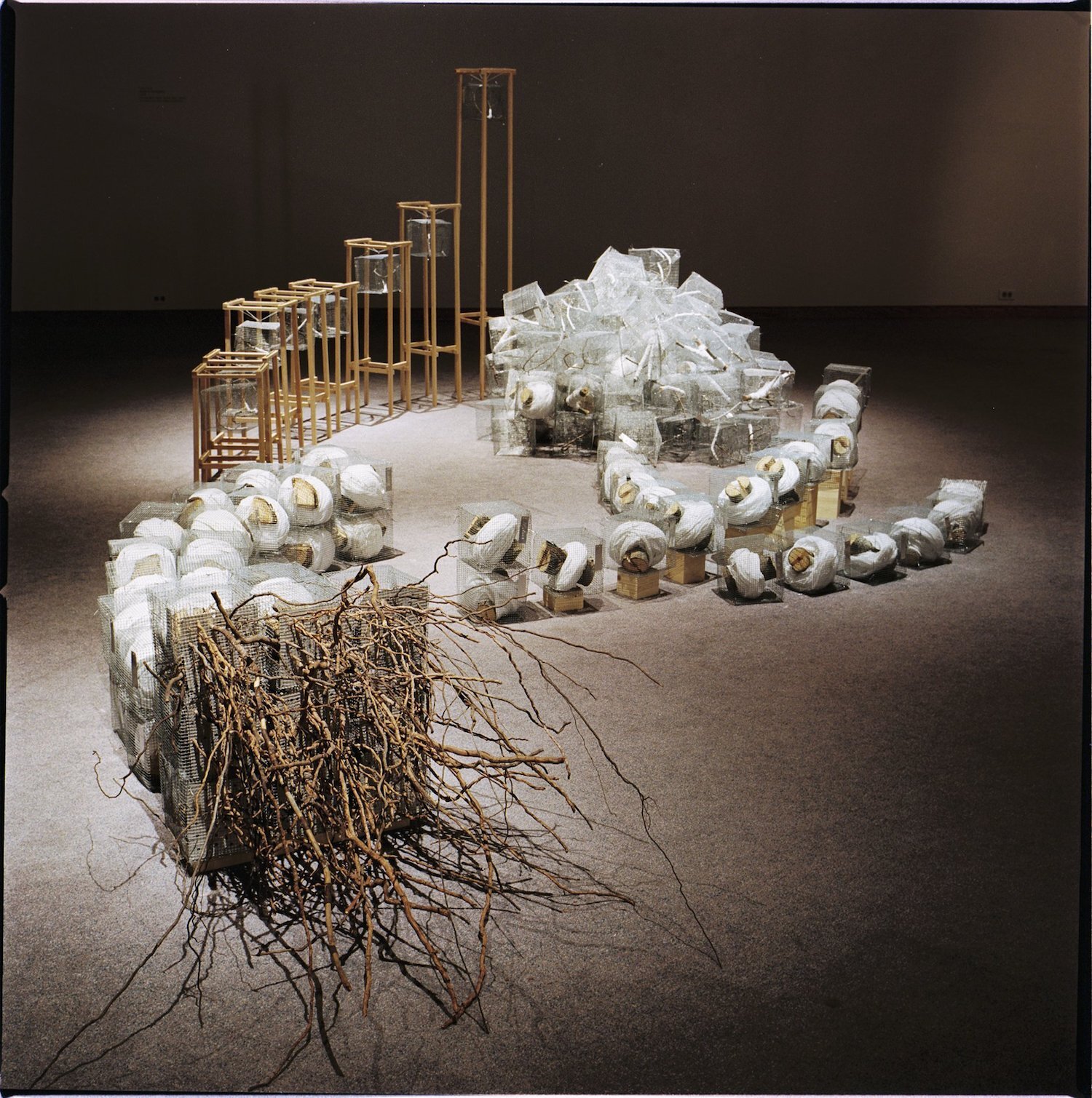 PROTECTED SPECIES: fallen aspen tree, wire mesh, cotton, pine