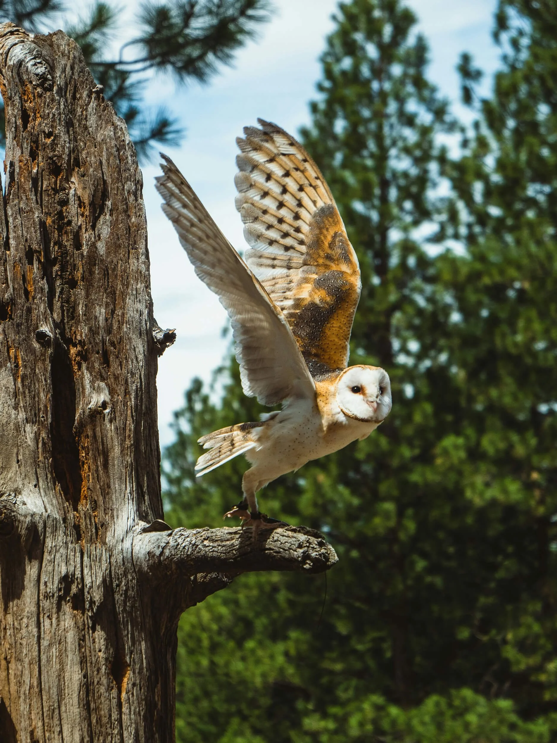 An owl flying away from a tree trunk with its wings spread in flight, set against green trees and a blue sky background.