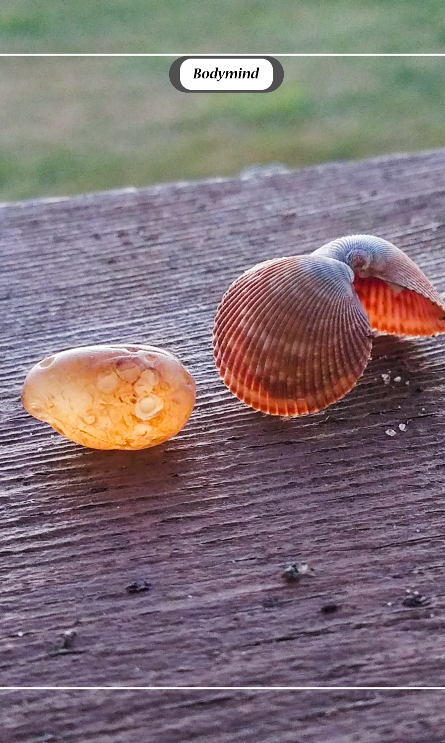 Close-up of a seashell and a shell fragment on a wooden surface on the Bodymind card of the Connections and Perceptions deck.