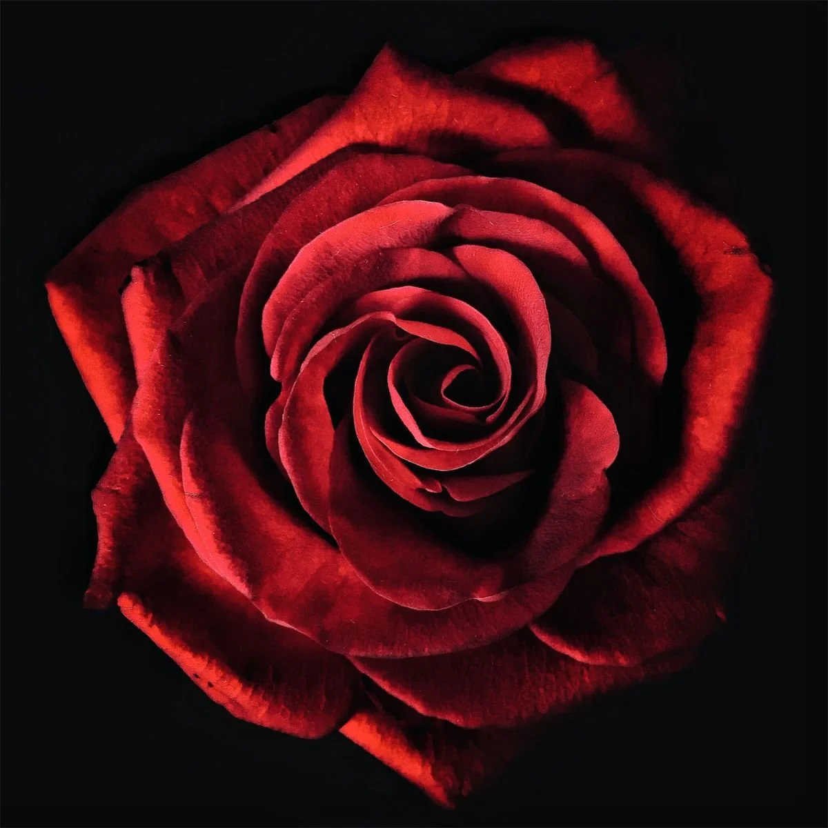 Sisterhood of the Rose