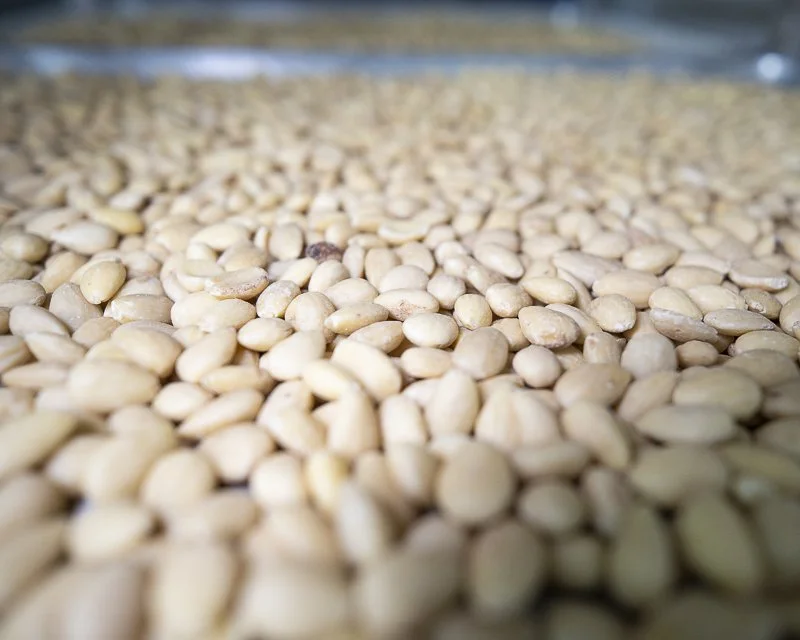 Roasted almonds prepared for use in handcrafted praline production.