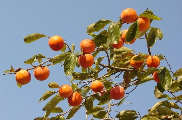 Liquid sunshine. ☀️🍊⁠
⁠
We&rsquo;re counting down the days until our Farmers Market takeover with @MrsWinstons on March 18th! ⁠
⁠
See you under the trees.⁠
⁠
#WaterGardenSantaMonica #SpringInSM #NatureAtWork #MrsWinstons