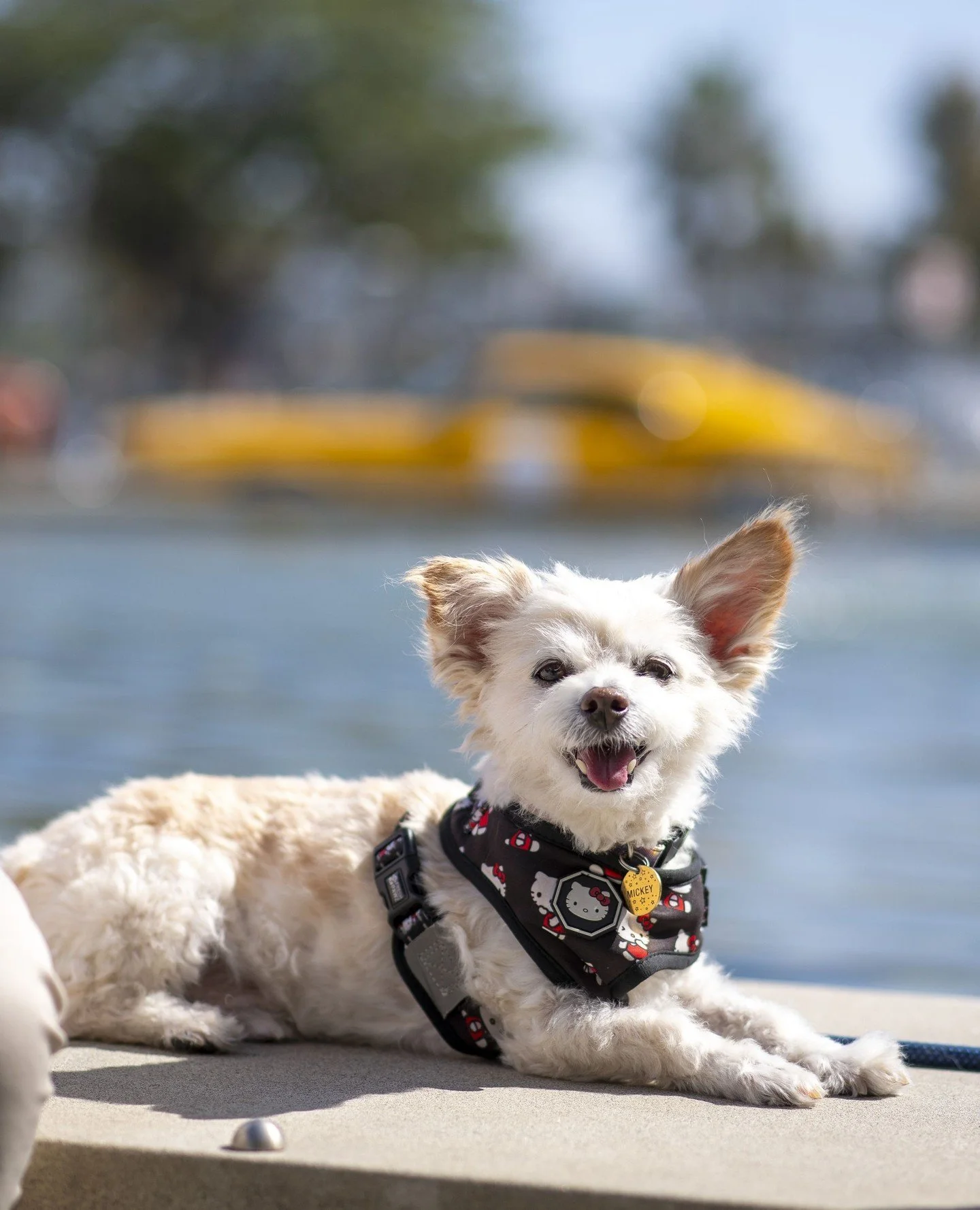 Puppy Love. Enjoying the blossoms of spring at the Water Garden is the perfect opportunity to spend time with your furry companion.