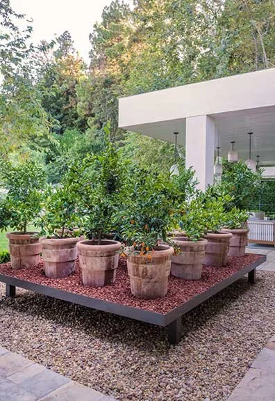 melinda-ritz-beverly-hills-exterior-orange-trees.jpg