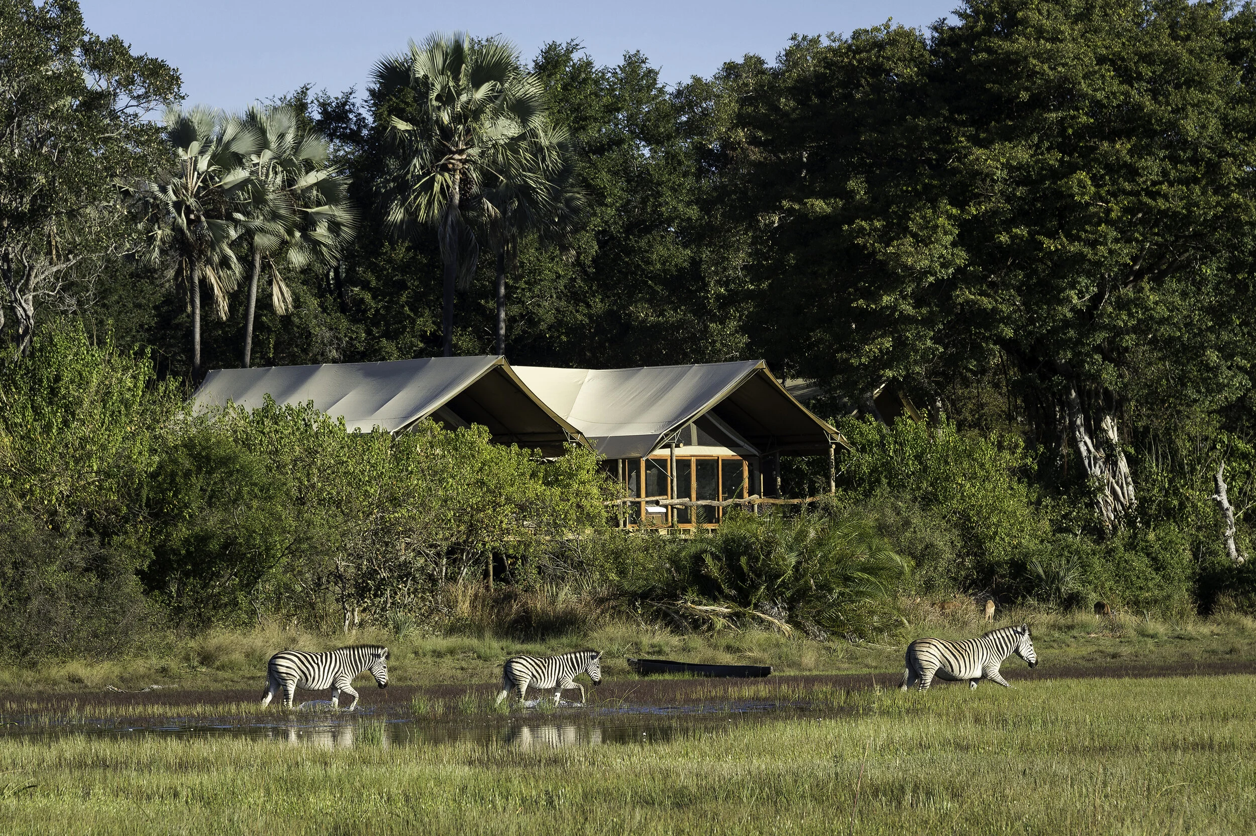 zebra-Tubu-Tree-Okavango-Delta-Botswana-CREDIT-Dana-Allen (9)_Tett-Safaris.jpg