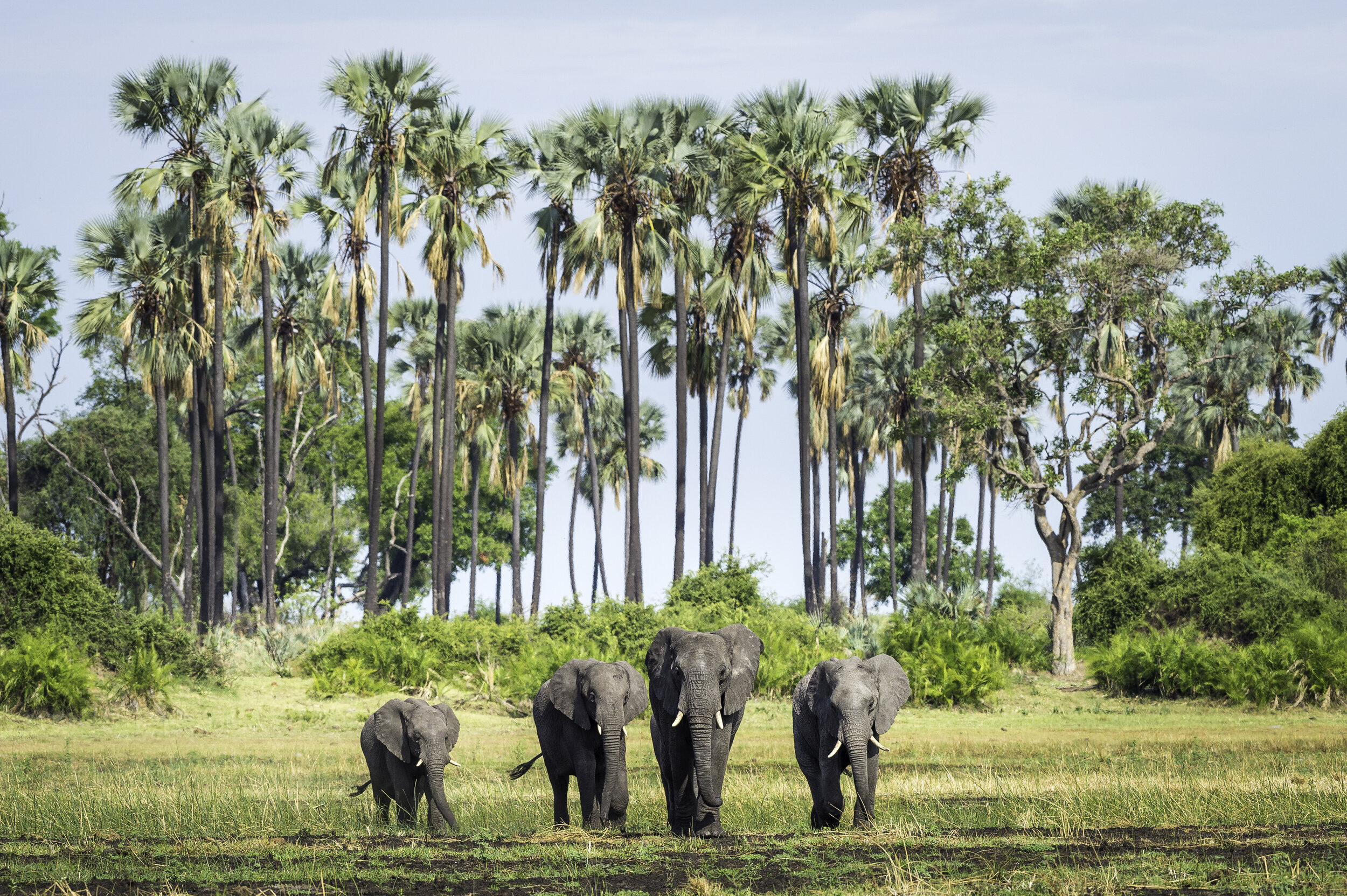 elephant-Mombo-Camp-Okavango-Delta-Botswana-Safaris-CREDIT-Dana-Allen (2).jpg