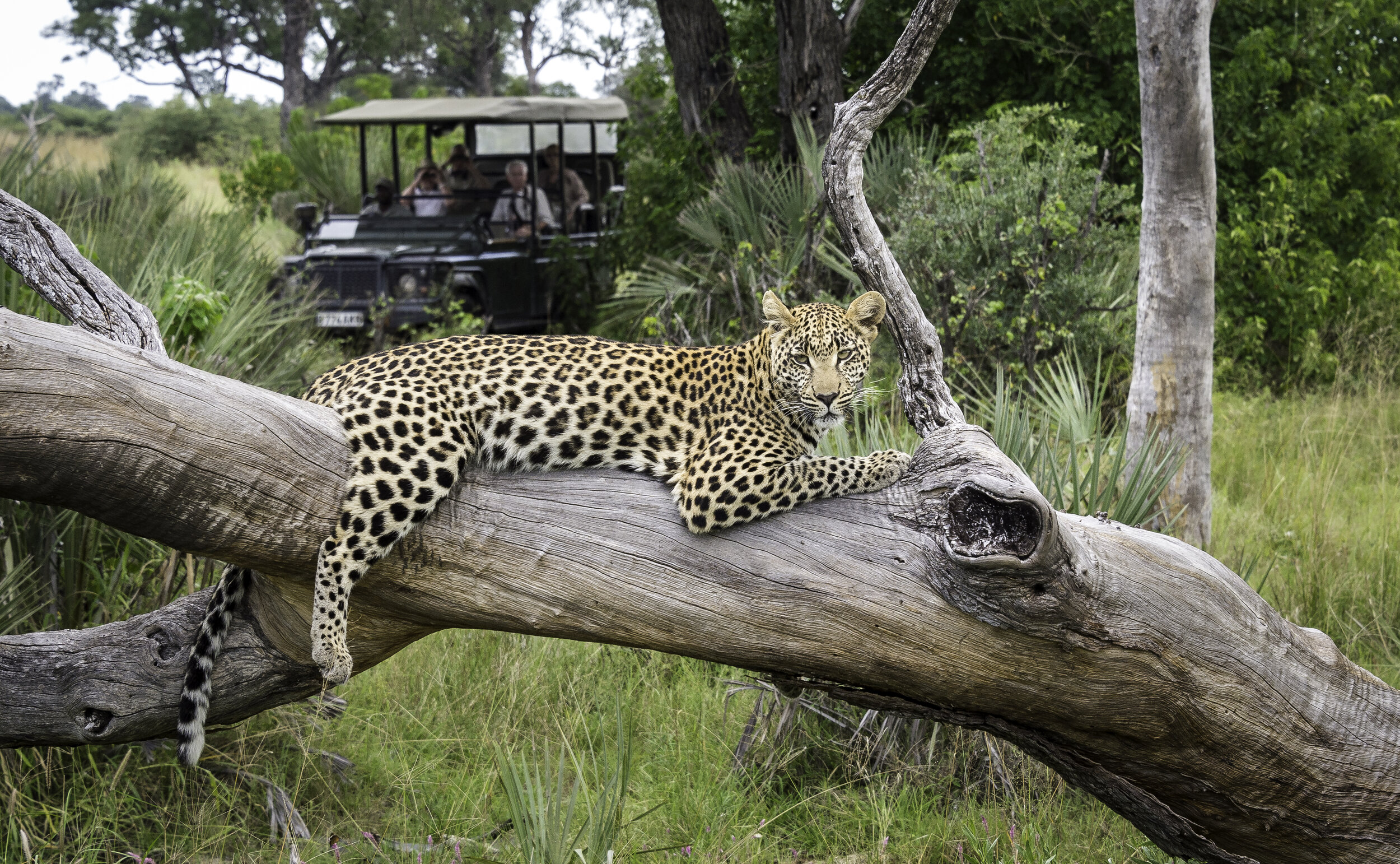 game-drive-leopard-Seba-Camp-Okavango-Delta-Botswana-safaris-CREDIT-Dana-Allen_Tett-Safaris.jpg