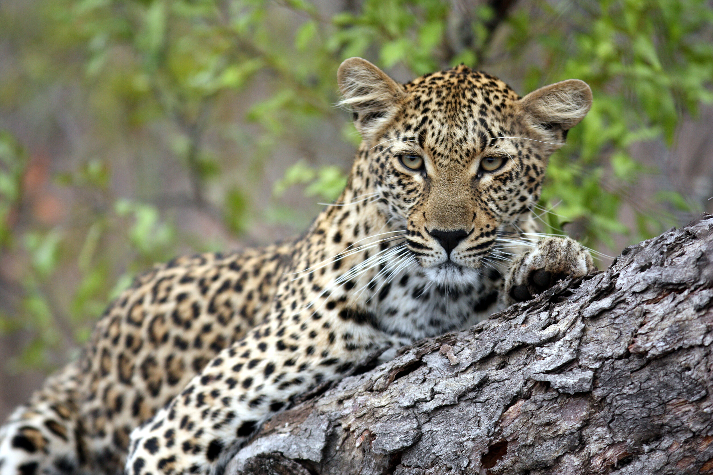 leopard-Savanna-Lodge-Kruger-National-Park-South-Africa-Safaris_Tett-Safaris.JPG