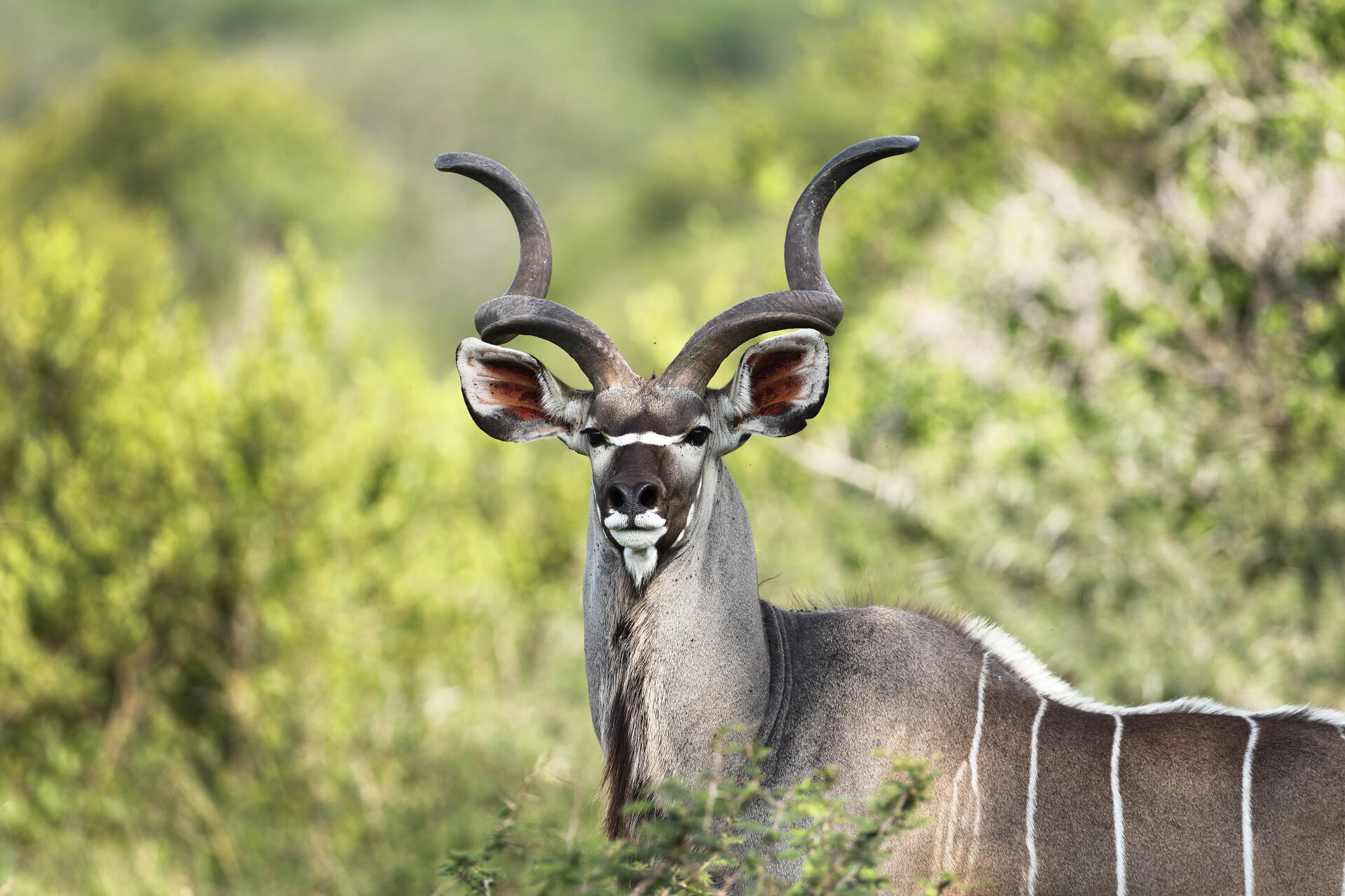 kudu-Royal-Malewane-Greater-Kruger-National-Park-South-Africa_Tett-Safaris.jpg